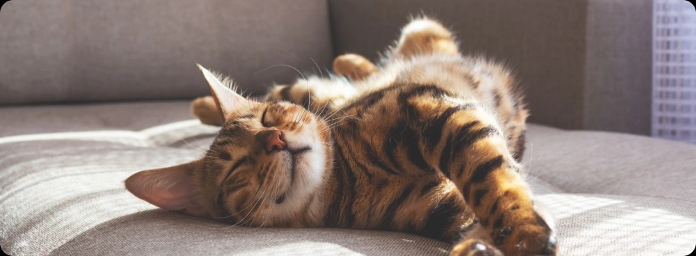 Remova pelos de gato com Vivenso